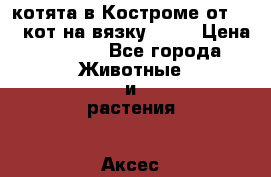 котята в Костроме от 2000-кот на вязку 1300 › Цена ­ 2 000 - Все города Животные и растения » Аксесcуары и товары для животных   . Алтайский край,Белокуриха г.